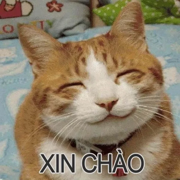 Meme chào người đẹp dễ thương và hài hước khó cưỡng