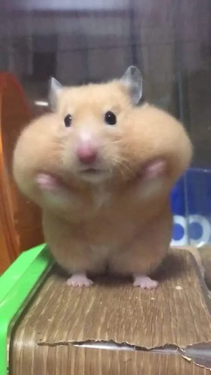 Nhộn hài meme chuột hamster biểu cảm thú vị và đáng yêu