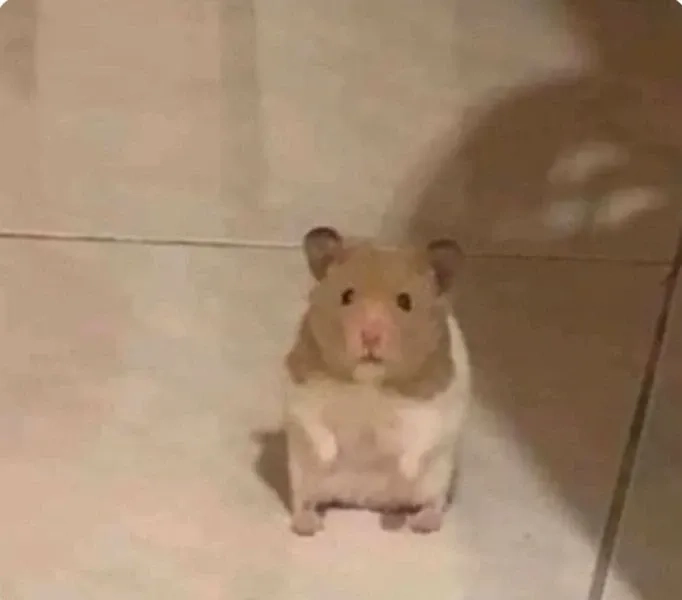 Hình ảnh chuột hamster meme dễ thương dành cho fan yêu động vật