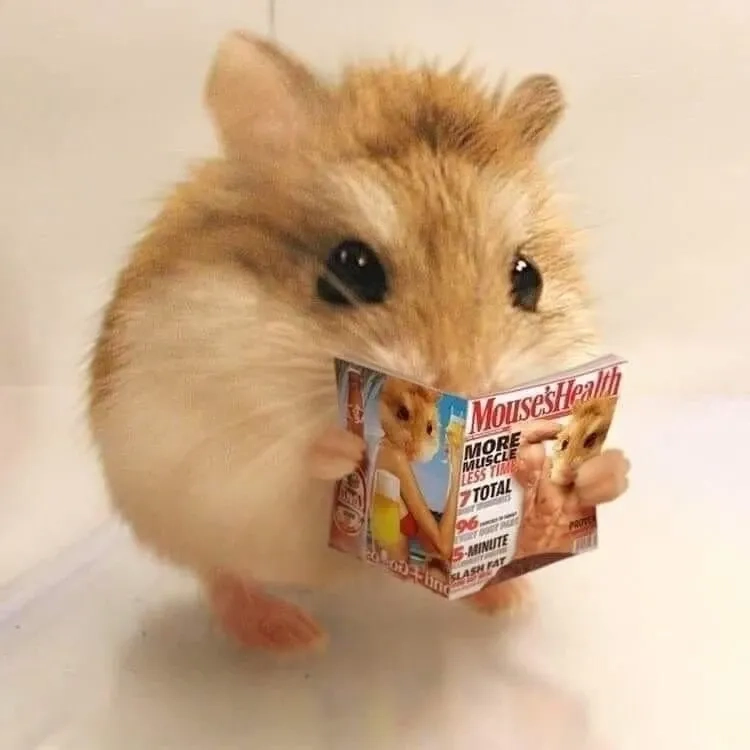 Meme ảnh chuột hamster bựa biểu cảm hài hước khó quên