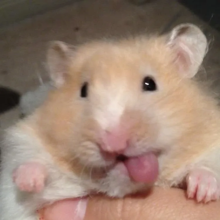 Cute hài hước meme chuột hamster biểu cảm đáng yêu thú vị