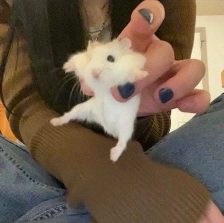 Avatar chuột hamster meme độc đáo dành cho người yêu động vật