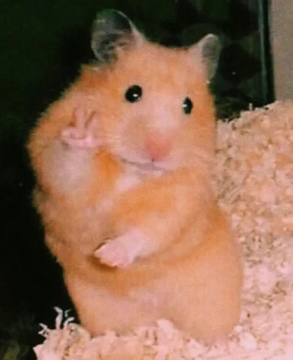 Meme chuột hamster khóc với biểu cảm đáng thương và ngộ nghĩnh