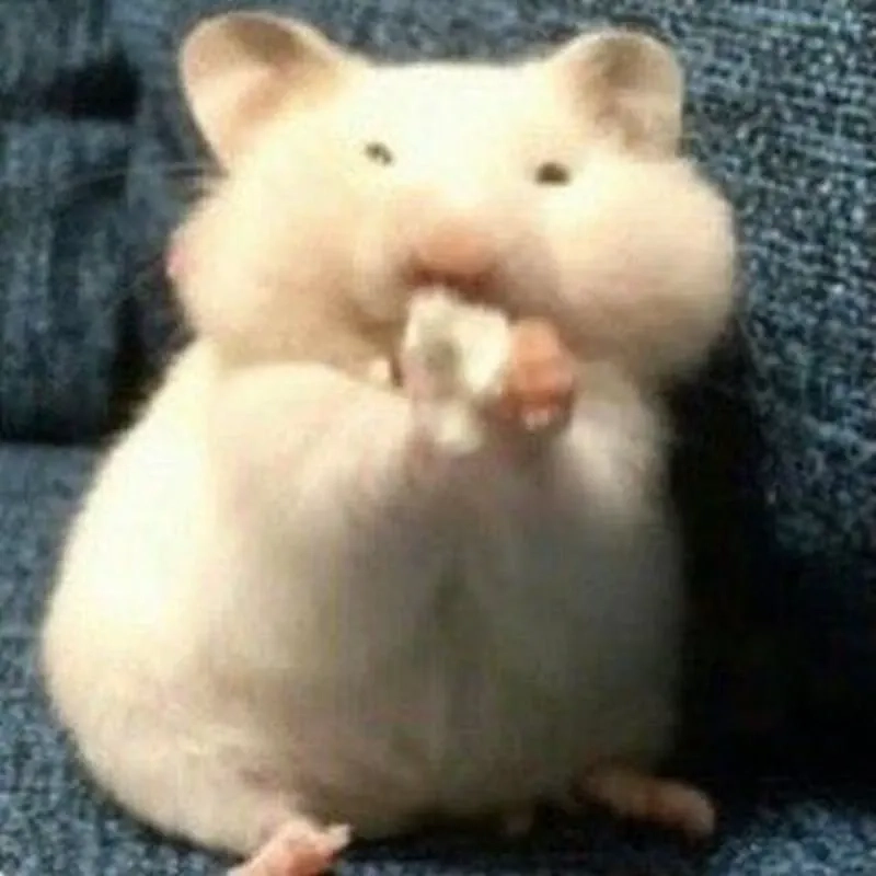 Hình chuột hamster meme ngộ nghĩnh phù hợp để làm ảnh chế