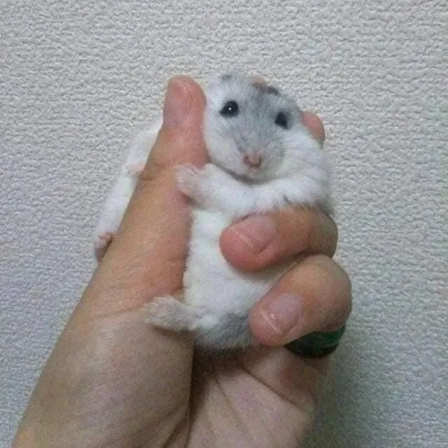 Meme hình ảnh chuột hamster hài hước làm người xem bật cười