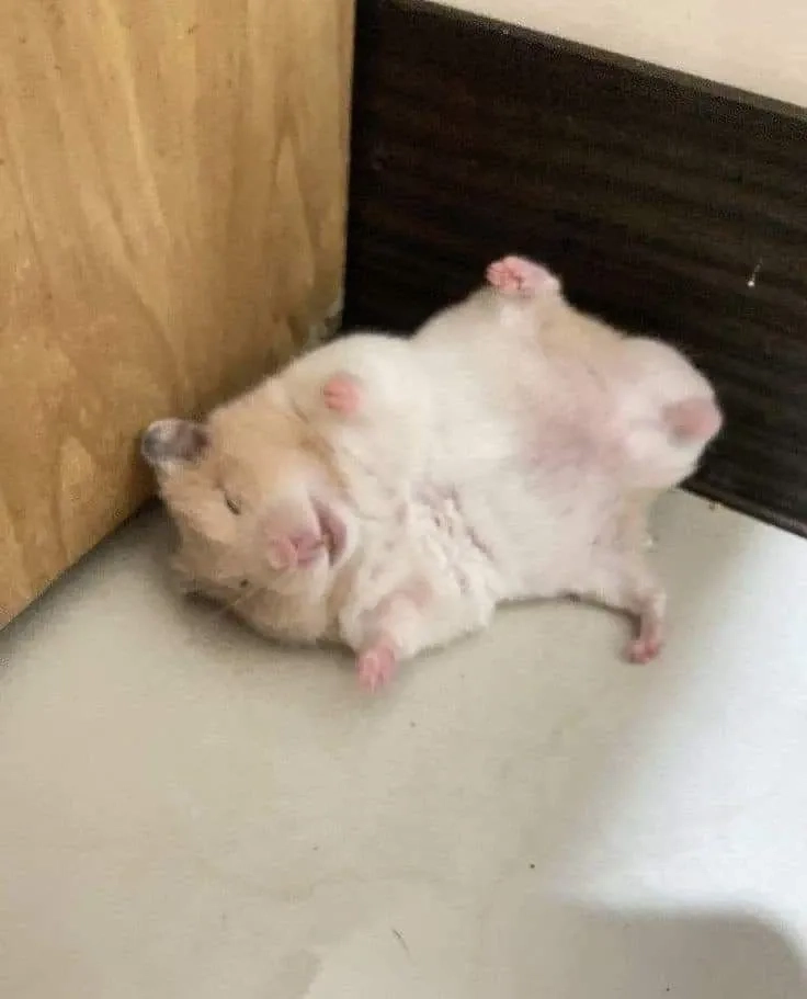 Con chuột hamster meme biểu cảm đáng yêu và thú vị