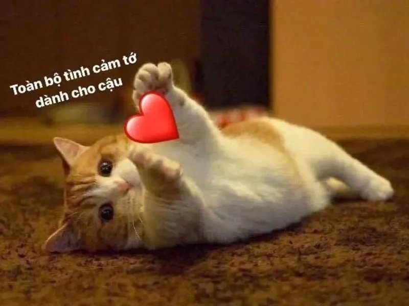 Cute ảnh meme hài dễ thương với biểu cảm ngộ nghĩnh và sáng tạo