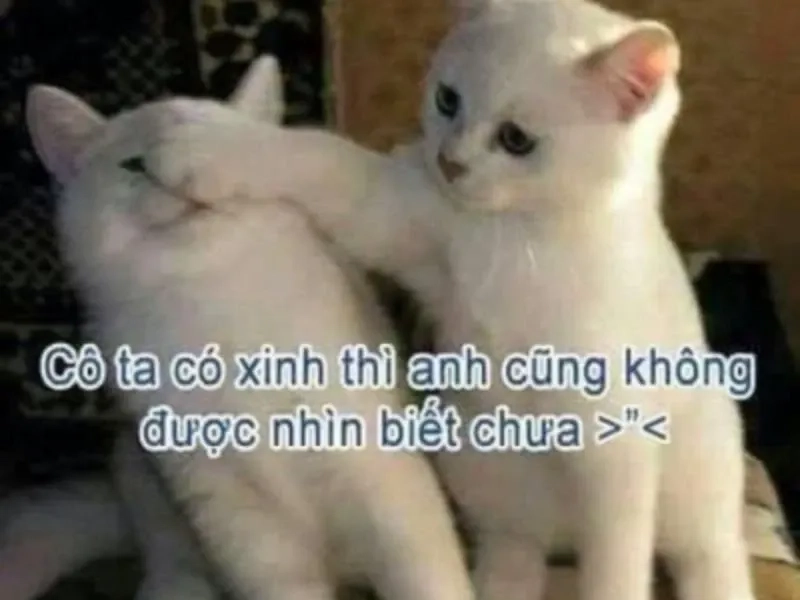 Mèo cute meme dễ thương với tình huống ngộ nghĩnh thú vị