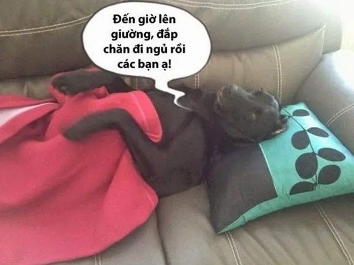 Meme mất ngủ với hình ảnh hài hước làm dịu tâm trạng