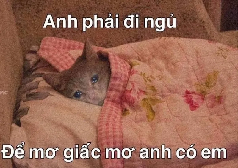 Ảnh meme chúc ngủ ngon với lời chúc ý nghĩa dễ thương