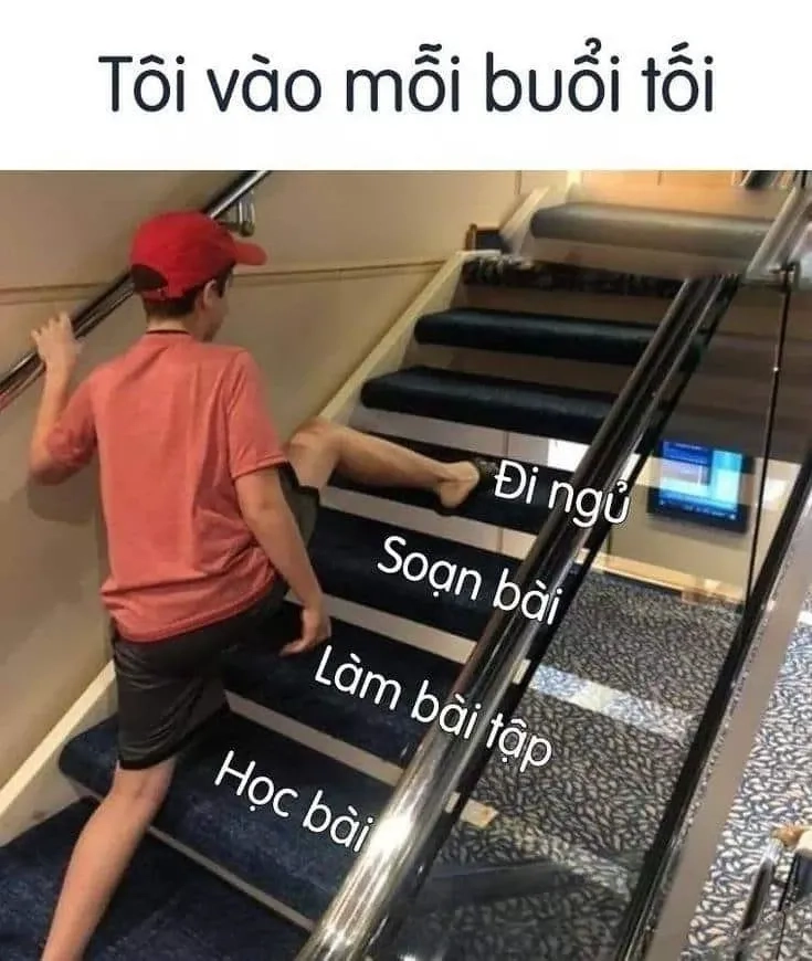 Meme mèo ngủ ngon với hình ảnh dễ thương làm tan chảy trái tim