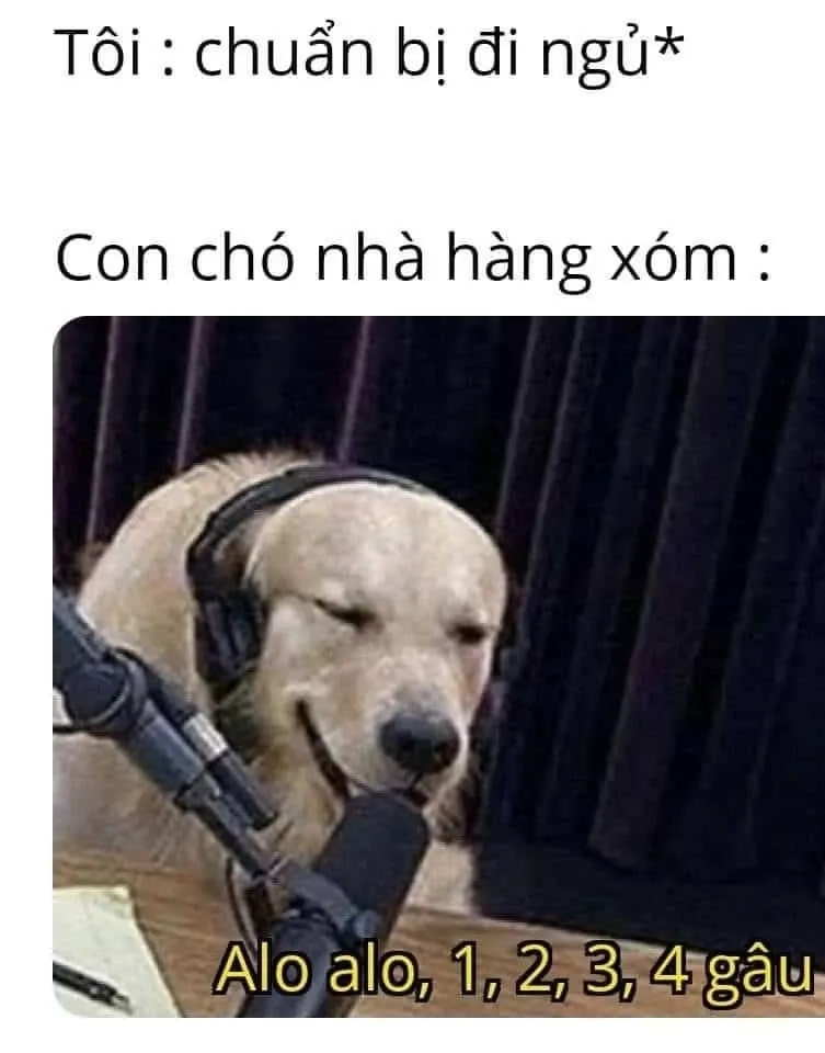 Mèo ngủ meme với biểu cảm ngộ nghĩnh và hài hước