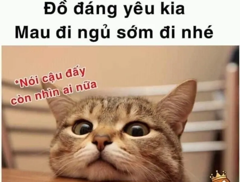 Meme mèo mới ngủ dậy với hình ảnh vui nhộn đầy hài hước