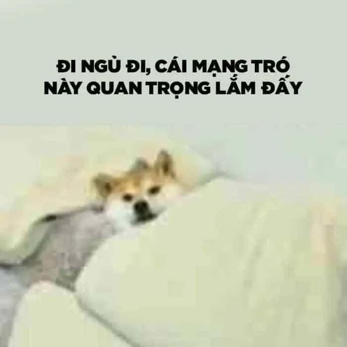 Meme mèo đi ngủ với biểu cảm đáng yêu và ngộ nghĩnh