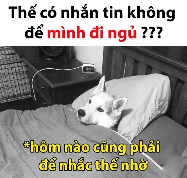 Meme chúc ngủ ngon mèo với lời chúc ý nghĩa dễ thương