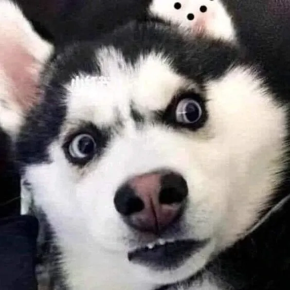 Meme dog cute với biểu cảm dễ thương và đầy vui nhộn