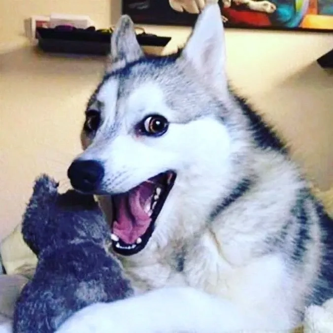 Dog laugh meme mang lại tiếng cười với biểu cảm đáng yêu