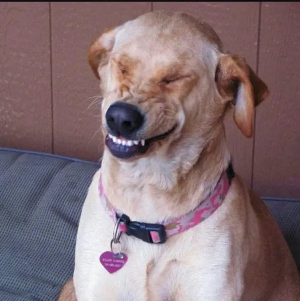 Dog smiling meme ngộ nghĩnh và dễ thương với nụ cười