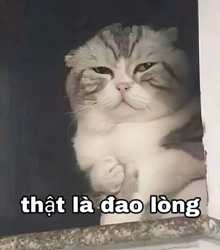 Meme mèo dỗi cute với ánh mắt giận hờn đầy đáng yêu