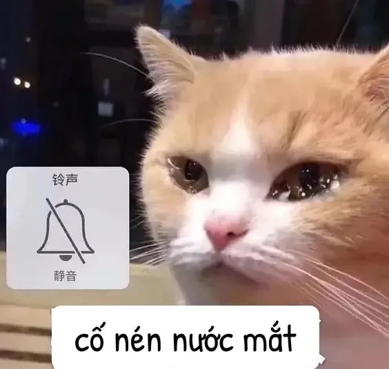 Mèo meme dỗi với ánh mắt hờn trách rất dễ thương