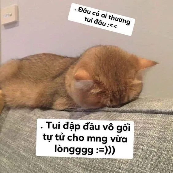 Meme con mèo dỗi với biểu cảm ngộ nghĩnh và hài hước