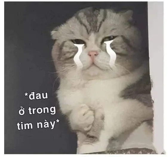 Meme đừng dỗi nữa với lời nhắn hài hước và dễ thương