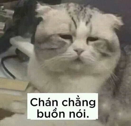 Tức giận meme với biểu cảm hài hước đầy thú vị