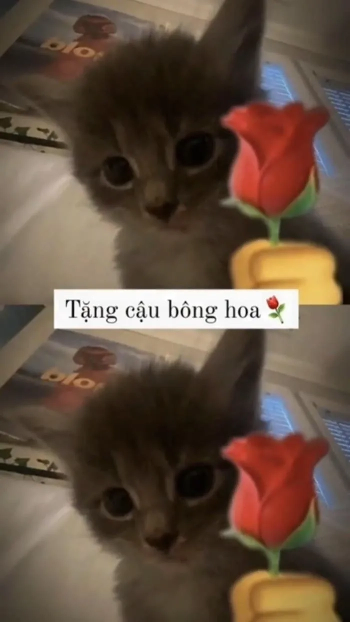 Meme gift hài hước với các hình ảnh động sáng tạo thú vị