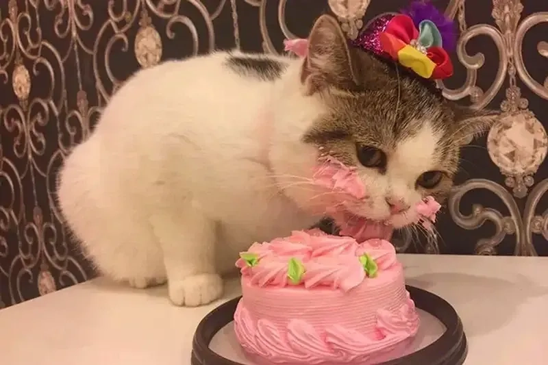 Happy Birthday Cat Meme hài hước và phù hợp cho các dịp sinh nhật