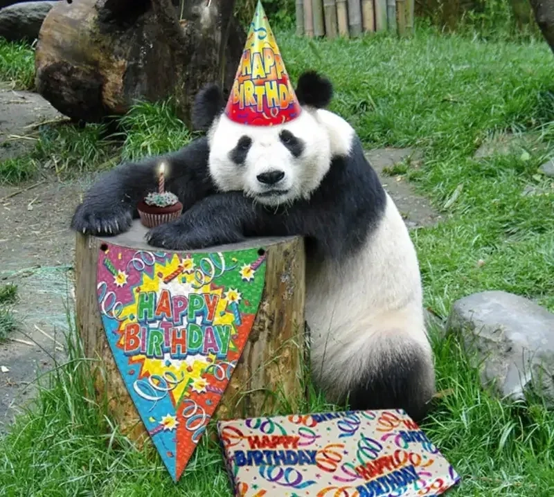 Happy Birthday Meme Chúc Mừng Sinh Nhật đầy thú vị và ý nghĩa