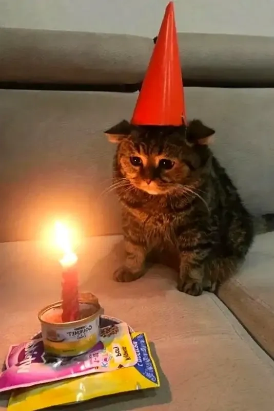 Gif Happy Birthday Meme mang lại tiếng cười trong ngày đặc biệt