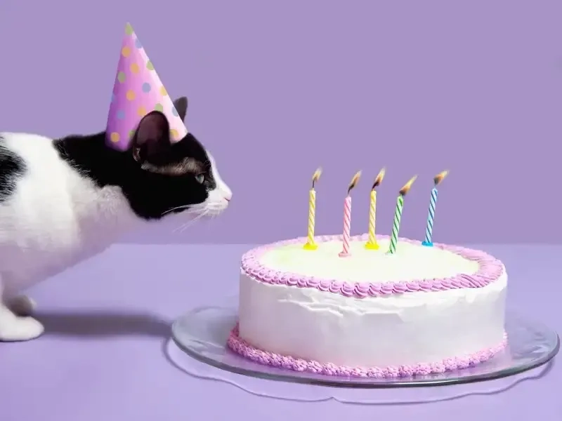 Happy Birthday Gif Meme với hình động sáng tạo và thú vị