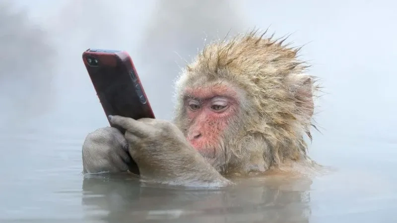 Monkey meme neuron activation hài hước và sáng tạo