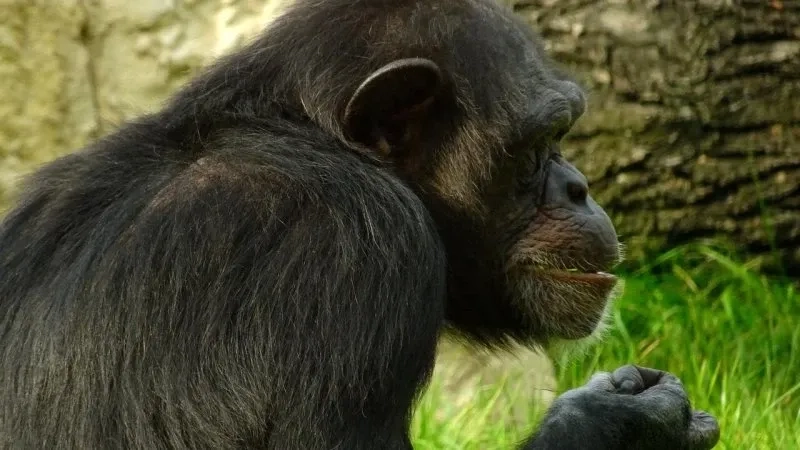 Monkey looking away meme hài hước và sáng tạo