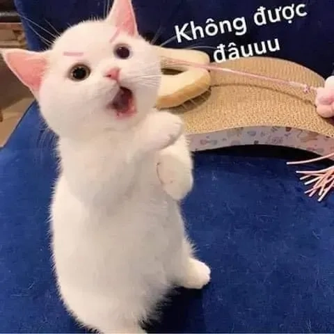 Meme không biết gì hết mang lại tiếng cười qua biểu cảm ngộ nghĩnh