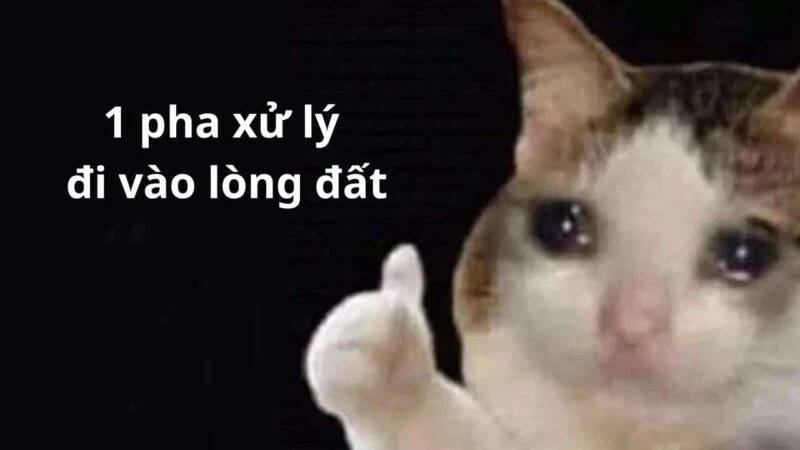 Like Cat Meme sáng tạo và thú vị dành cho cộng đồng yêu thích mèo