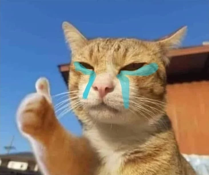 Cat Like Meme hài hước với biểu cảm đáng yêu từ các chú mèo