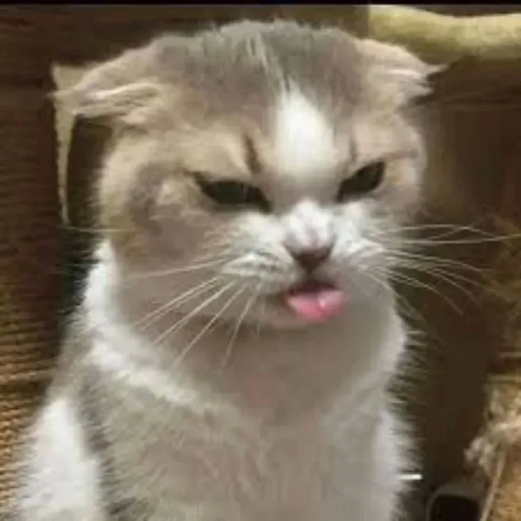 Reaction cat meme face với biểu cảm hài hước và độc đáo không ngừng