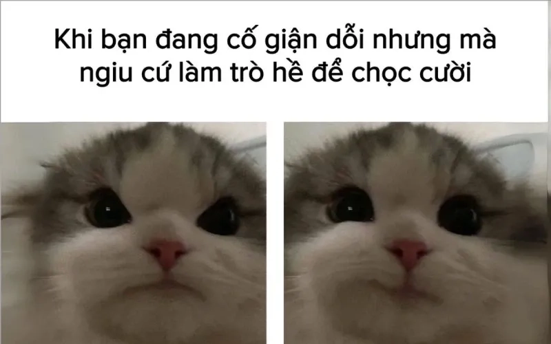 Ảnh chế meme mèo cười hài hước và sáng tạo mang lại niềm vui