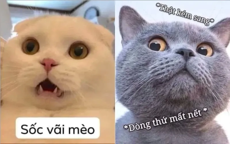 Ảnh chế há mồm meme mèo cười thú vị và ngộ nghĩnh dễ dàng sử dụng