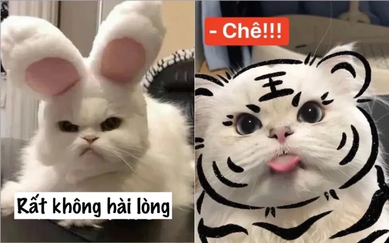 Ảnh meme con mèo cười hài hước và sáng tạo phù hợp chia sẻ