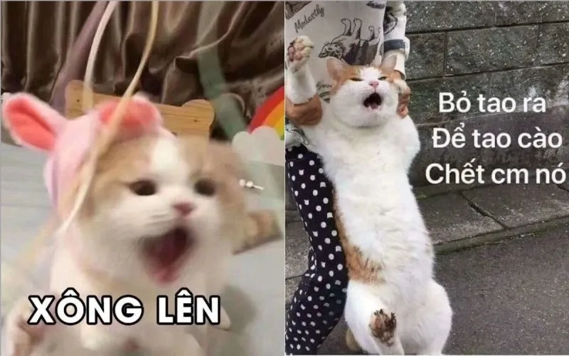 Bựa meme mèo cười hài hước và sáng tạo phù hợp mọi người