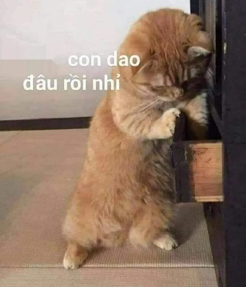 Meme con mèo cười nhếch mép thú vị và ngộ nghĩnh phù hợp mọi người