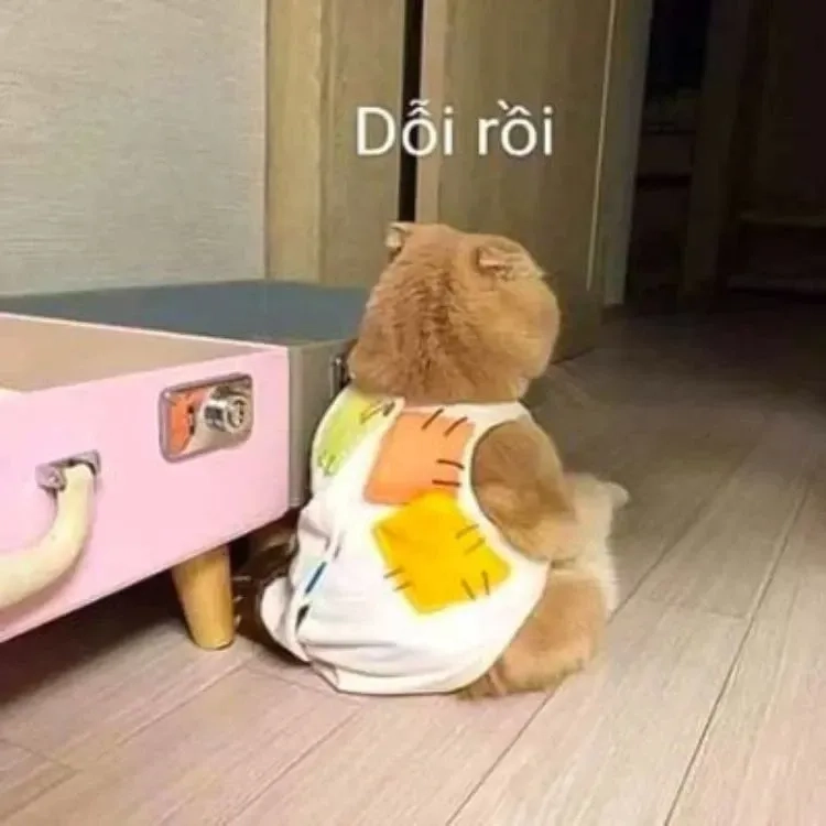 Mèo cười meme hài hước và sáng tạo mang lại tiếng cười