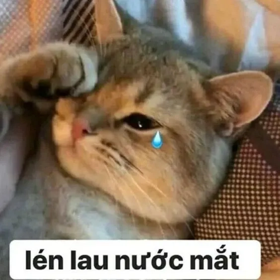 Mèo buồn ngủ meme đáng yêu với biểu cảm hài hước và độc đáo