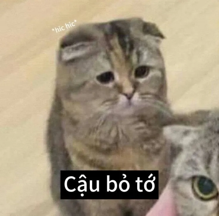 Meme con mèo ngộ nghĩnh với biểu cảm đáng yêu và thú vị