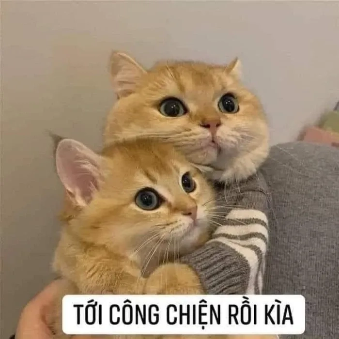 Meme mèo tôm ngộ nghĩnh với biểu cảm đáng yêu và sáng tạo