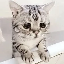 Sad emoji meme đáng yêu và hài hước phù hợp mọi tình huống