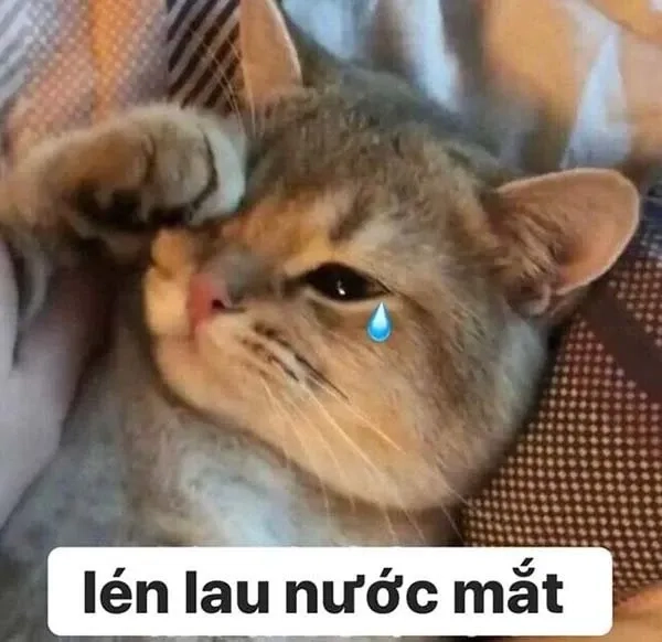 Meme sad boy ngộ nghĩnh và đáng yêu phù hợp mọi người