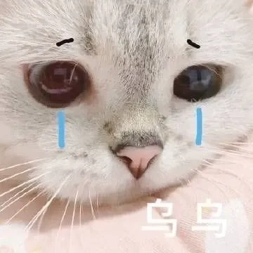 Mèo sad meme hài hước và sáng tạo dễ dàng sử dụng